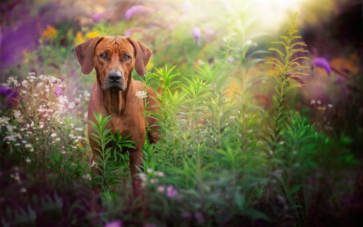 hund, gräs, bokeh bakgrund, natur