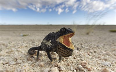 mamífero, zapovednaya lagarto, lagarto del desierto de namibia