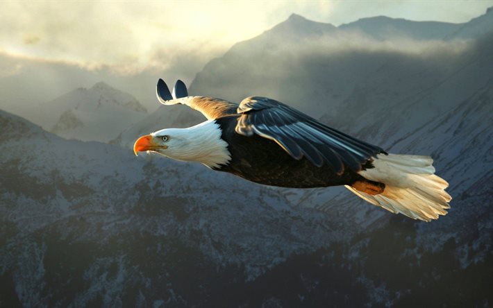 eagle, mountain, flight, bird