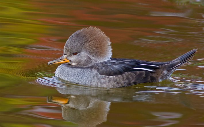 reflection, bird, feathers, water, duck