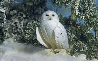 spruce, bird, snow, polar owl, claws