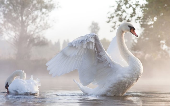 swans, morning, bird, fog