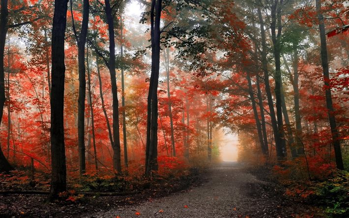 outono, árvores, bela floresta, floresta, folhas