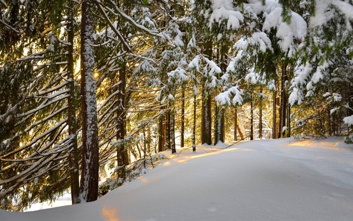 vinter, träd, skog, snö, drivor