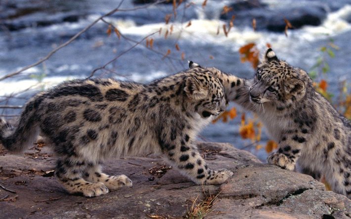 snö, leoparder, snöleopard, liten, stenblock, unge