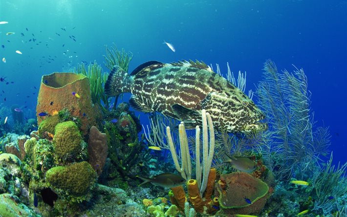 undervattensvärld, koraller, fiskar, hav, undervatten