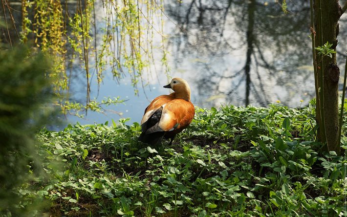 the plumage, grass, duck, the pond, bird