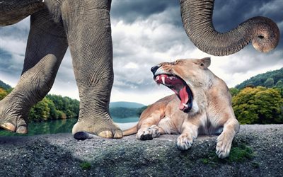 fight, the lioness, lioness, mouth, elephant, animals, animal