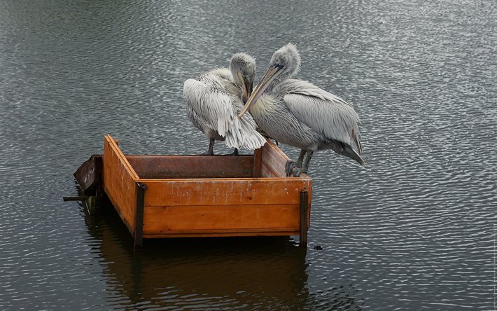 pássaro, a lagoa, caixa, pelicano, par