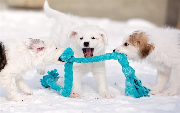 puppy, rope, white, animal, game