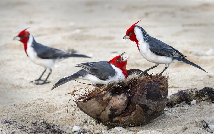 el cardenal, roja, aves paseriformes, aves, herrerillo