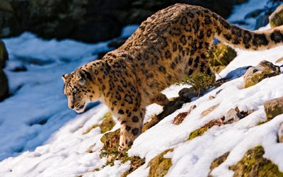 predador, inverno, montanhas, irbis, leopardo da neve, neve