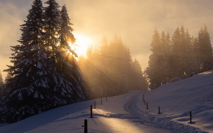 forest, spruce, the sun, trail, winter, snow, the snow, sun