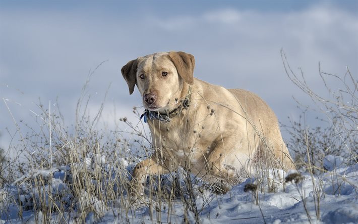 collar, snow, dog, nature