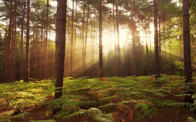 broxbourne森, 自然保, 森林, 太陽, 英国