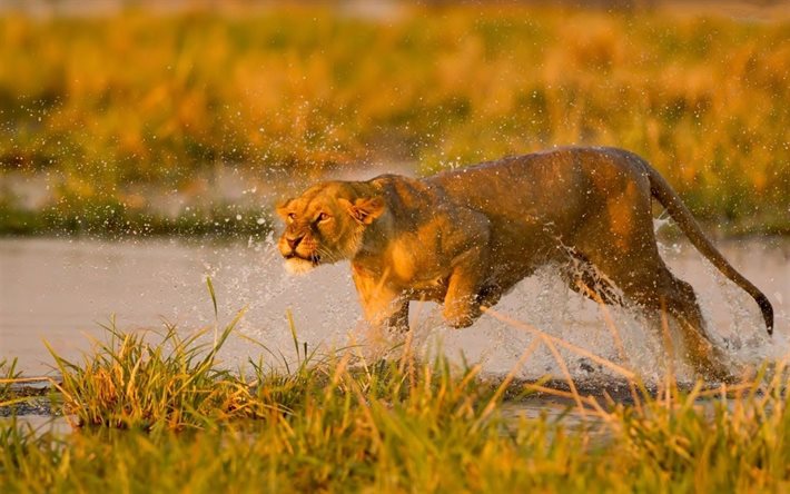 spray, predator, lioness, water, the lioness, nature