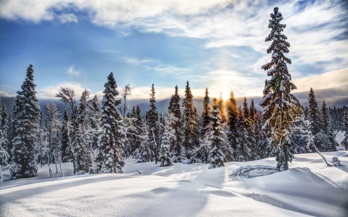 Norveç, kış, Trysil, orman, çam ağacı, snowdrifts, sunset