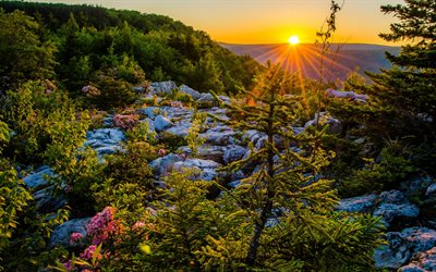 puesta de sol, las montañas, los abetos, las piedras, el sol, Dolly Sods Desierto, Bosque Nacional Monongahela, Montañas Allegheny, West Virginia