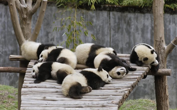 panda, el zoológico, osos, pandas familia