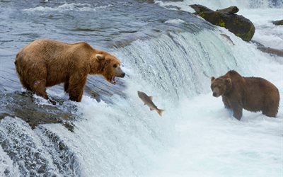 björnar, fiske, bergflod, grizzlybjörnar