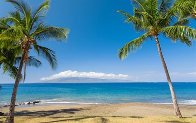 hawaii, tropiska öar, havet, stranden, vågor, palmer