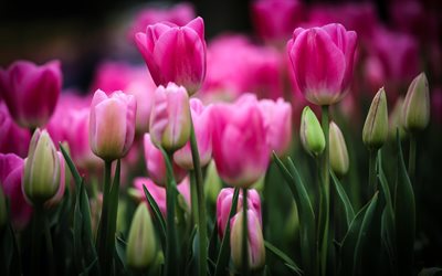tulipanes de color rosa, las yemas, el desenfoque, la pradera de los tulipanes