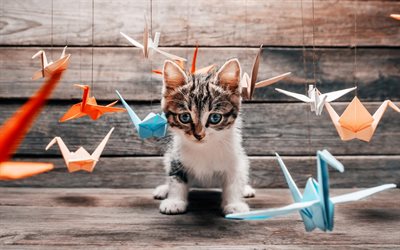 子猫, 折り紙, 青い眼, 猫