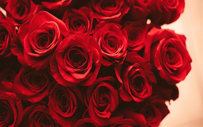rosas rojas, ramo de rosas, flores rojas, rosas