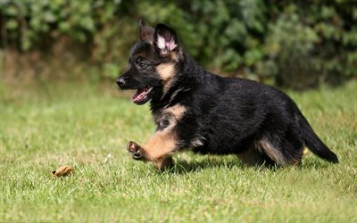 子犬, ドイツの羊飼い, 小型犬, 緑の芝生, 犬