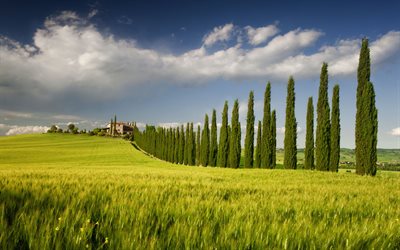 tuscany, cypress, 밀, 도로, 이탈리아