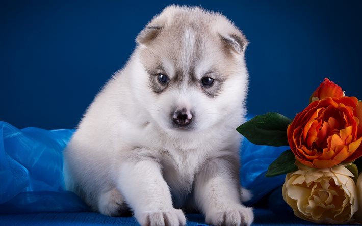 ダウンロード画像 ハスキー 白いハスキー ハスキー犬 犬 かわいい動物たち フリー のピクチャを無料デスクトップの壁紙