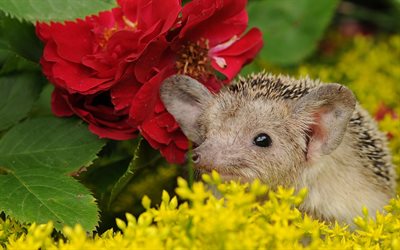 hedgehog, cute animals, red flowers, grass