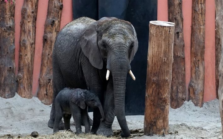 elefantes, jardim zoológico, elefante, família de elefantes, pequeno elefante