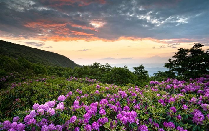 shenandoah national park, berg, blommor, solnedgång, usa, amerika