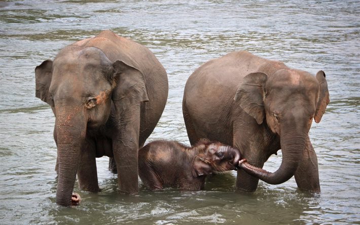 elefanter, familj, flod, liten elefant