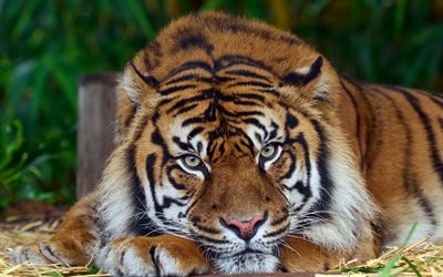 tigre, depredador, vida silvestre, ojos de tigre, animales peligrosos, tigre tranquilo, asia, tigres