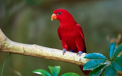 lori vermelho, papagaio vermelho, eos bornea, lorikeet vermelho, papagaios, pássaros vermelhos, fotos de papagaios