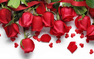 4k, rose rosse su sfondo bianco, petali di rose rosse, boccioli di rosa, rose rosse, sfondo romantico, sfondo di rose