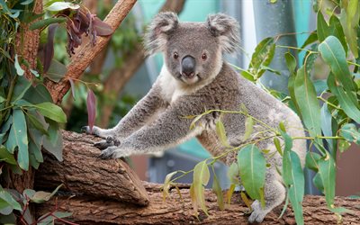 koala, simpatici animali, fauna selvatica, simpatici orsi, phascolarctidae, australia, animali selvatici