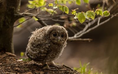 owlet, 4k, wildlife, bokeh, Strigiformes, cute birds, Owls, small owl, forest, Owl