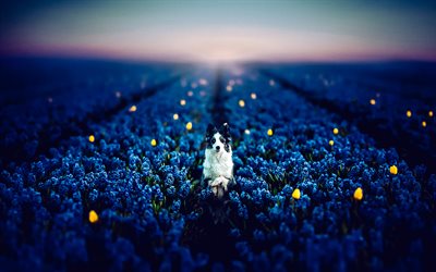 Australian Shepherd, lavender field, evening, sunset, aussie, cute animal, dogs, aussie in flowers