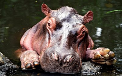 4k, l hippopotame, la faune, les animaux sauvages, les hippopotames, le petit hippopotame, l afrique, l hippopotame dans l eau