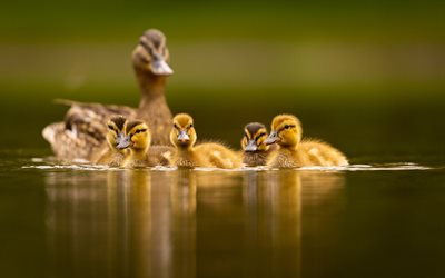 flock of little ducks, lake, little ducks with their mother, wild nature, wild birds, ducks, ducklings