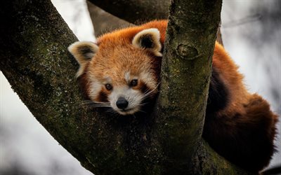 panda rojo, osos, animales salvajes, panda en una rama, pandas