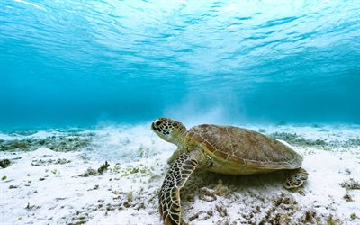 turtle underwater, ocean, Great Barrier Reef, turtles, marine inhabitants, underwater world, turtle