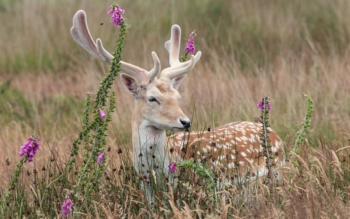 horns, deer, grass, nature, animals