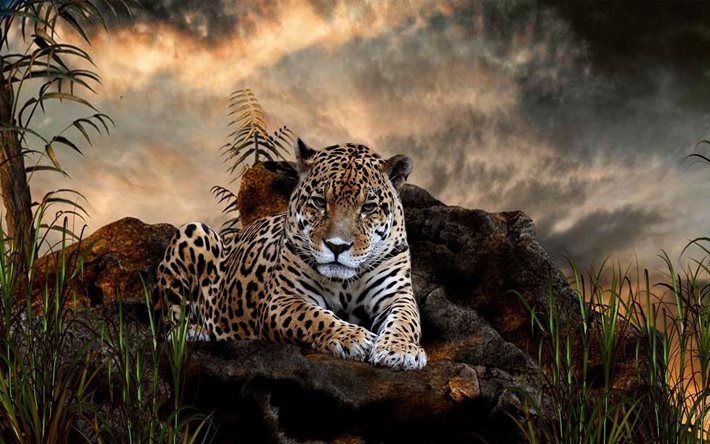 jaguar, djur, natur, högupplöst, fantastiskt, rovdjur