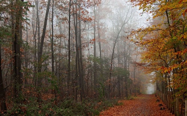 forest road, otoño, naturaleza, camino forestal