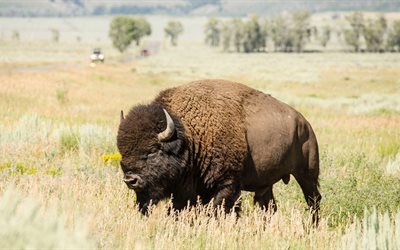 bison, natur, amerikansk bison, vild, bovinae