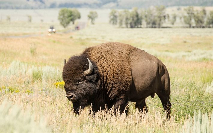 le bison, la nature, les bisons d'amérique, sauvage, bovinae